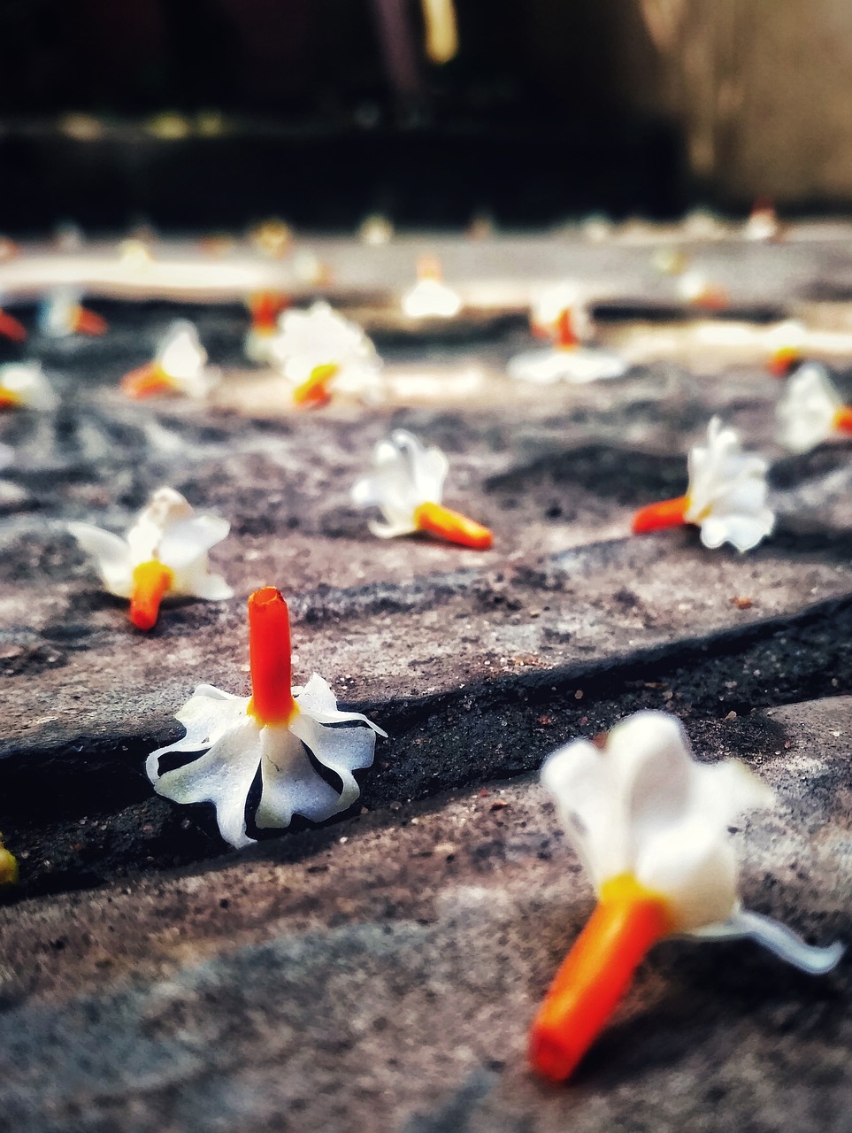 flower, morning, night-flowering jasmine