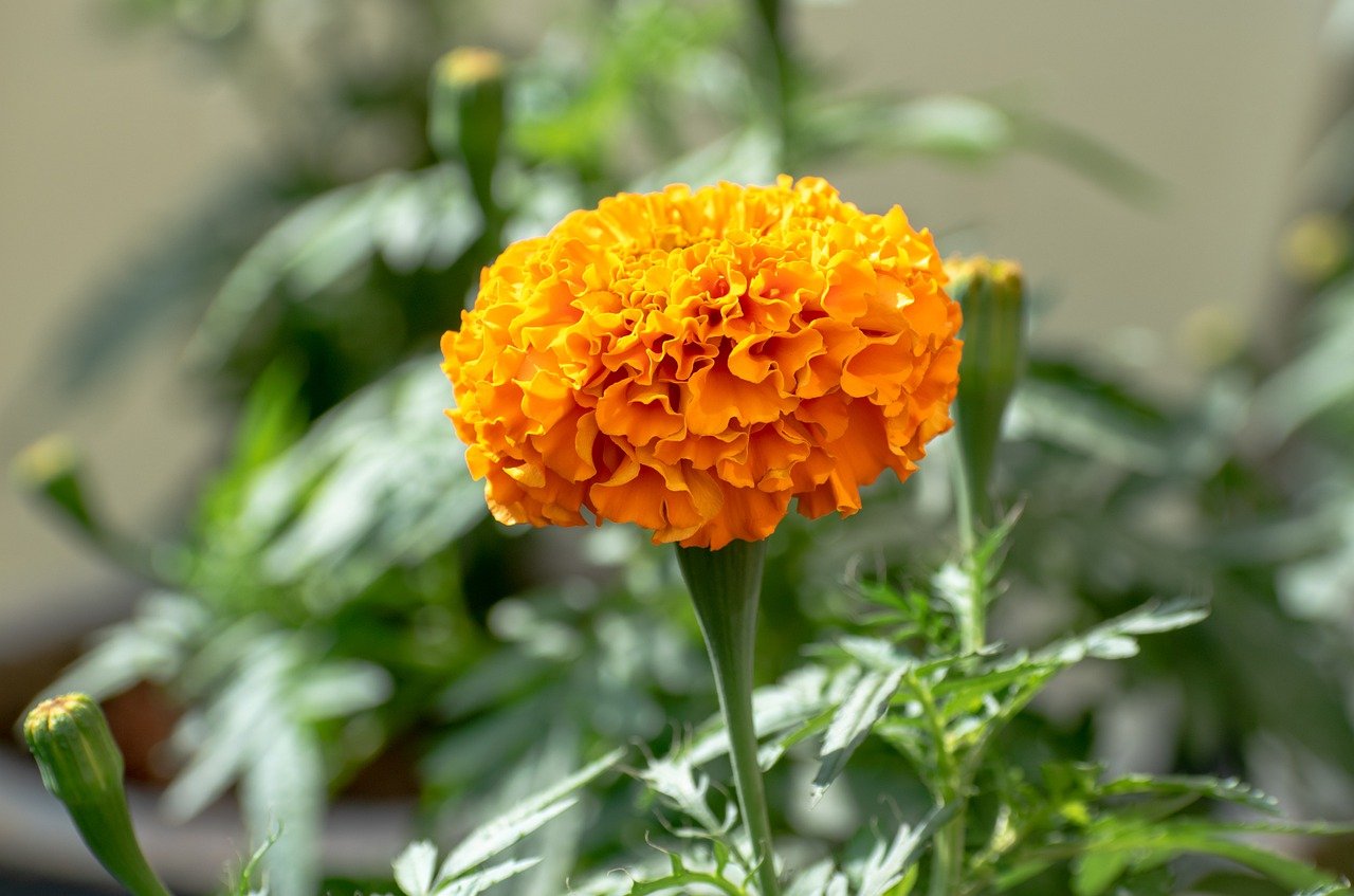 flower, marigold, tagetes