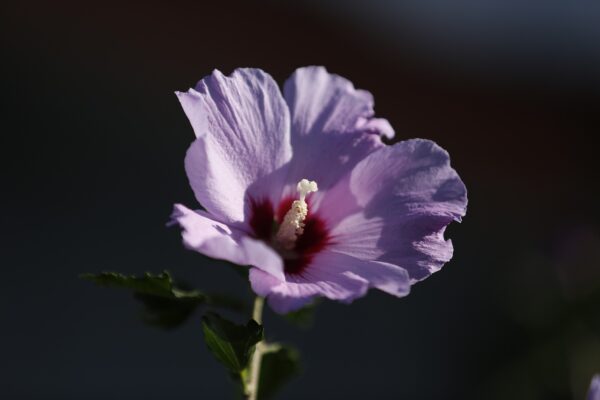 flower, hibiscus, flora