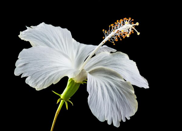 Elegant close-up of a white hibiscus bloom against a black background.