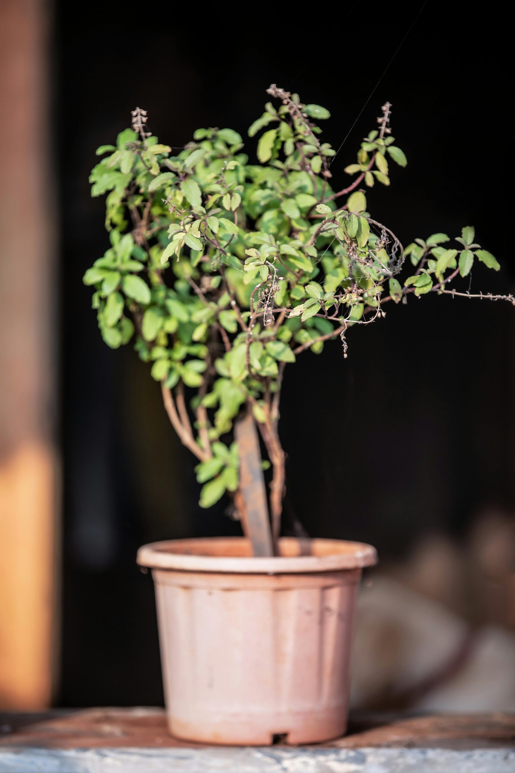 Close-up of a healthy Tulsi plant in a clay pot indoors, showcasing lush green leaves.