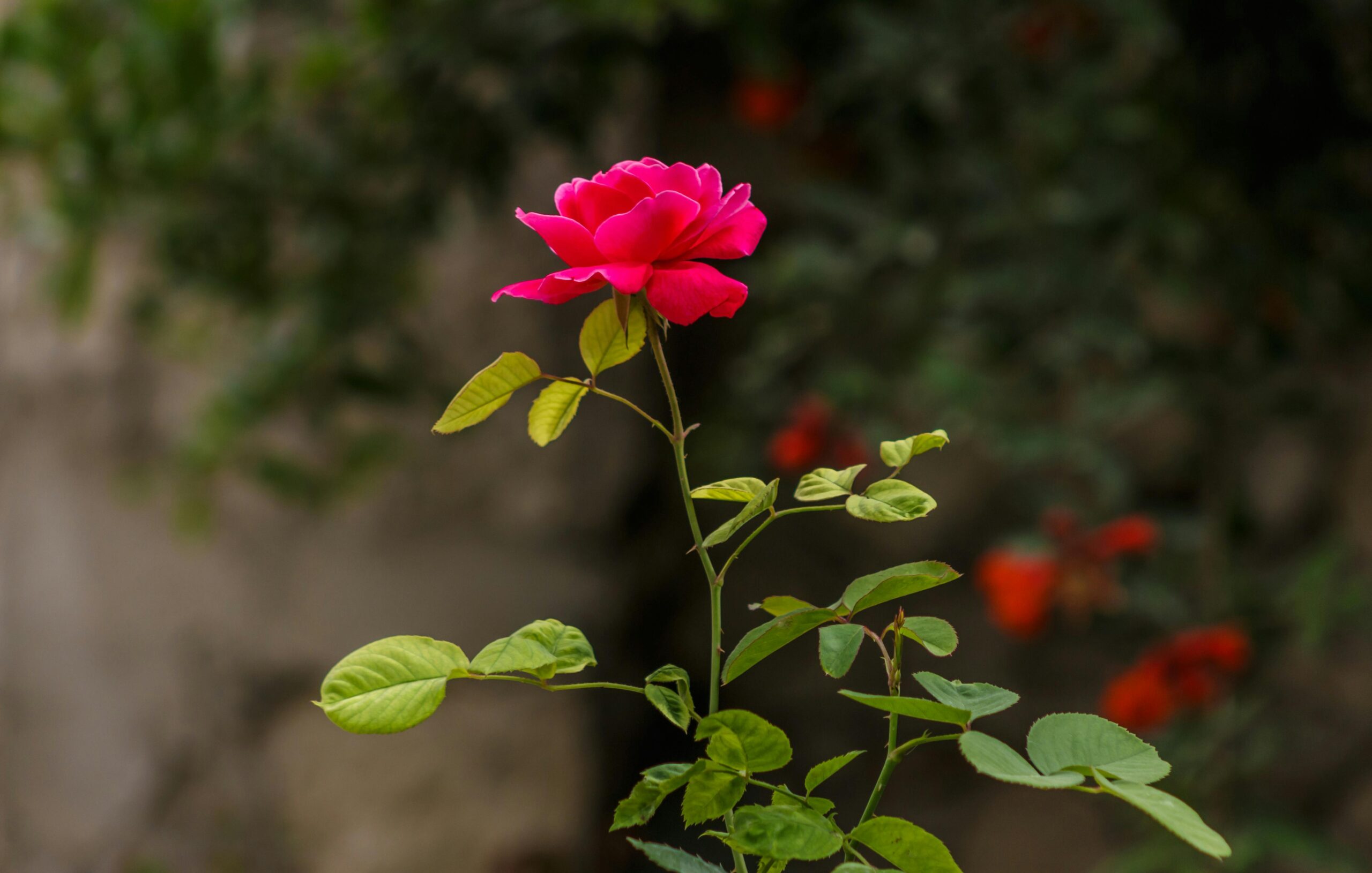 Close-up of a single pink rose bloom with lush green leaves in a serene garden setting.