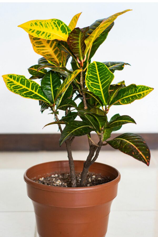 Bright fire croton houseplant with colorful leaves in a pot, perfect for indoor decor.