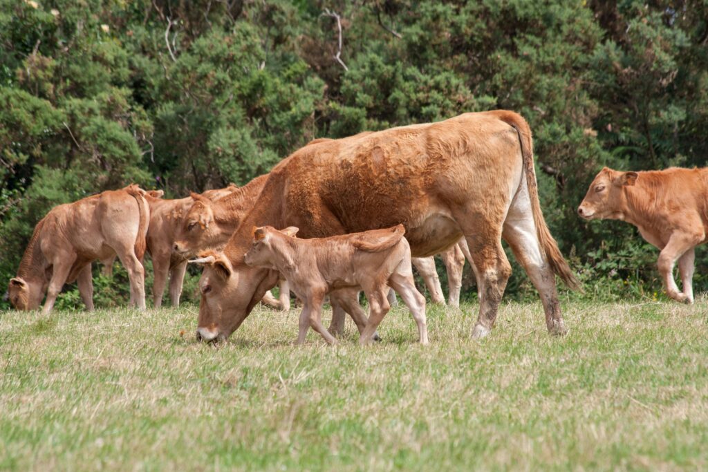 A serene scene of cows and calves grazing in a lush green field.