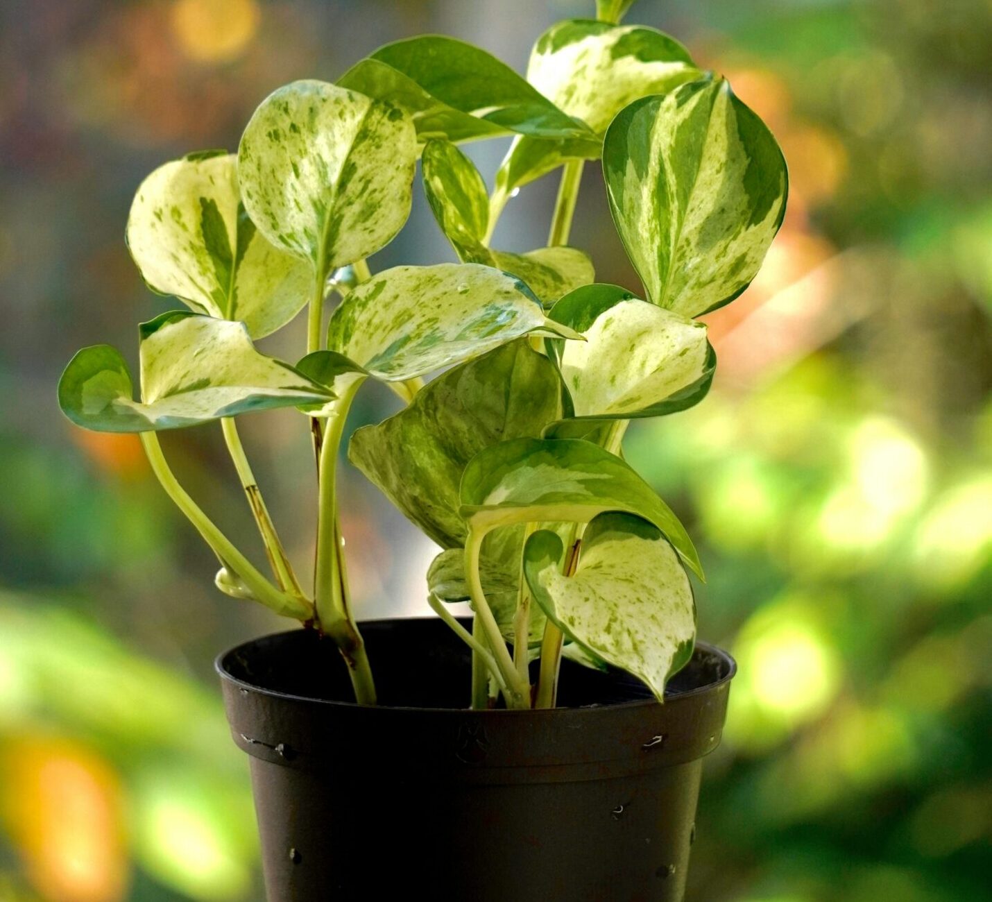 A sunlit Pothos plant in a garden, showcasing its variegated green leaves.