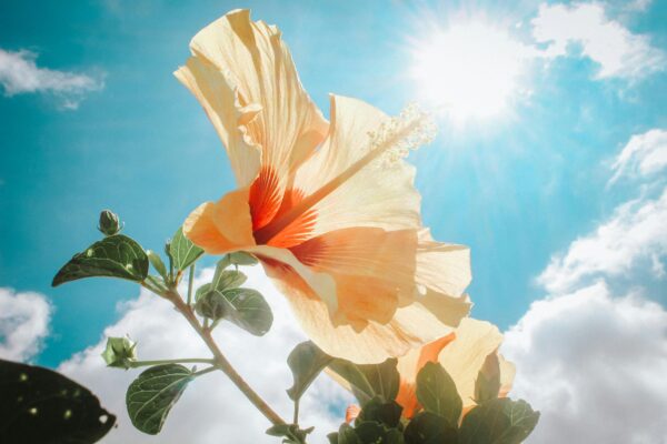 A close-up of a hibiscus flower basking in bright sunlight against a clear blue sky.